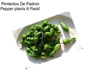 Pimientos De Padron Pepper plants 6 Pack!