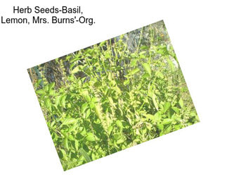 Herb Seeds-Basil, Lemon, Mrs. Burns\'-Org.