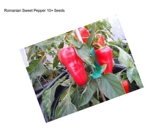 Romanian Sweet Pepper 10+ Seeds