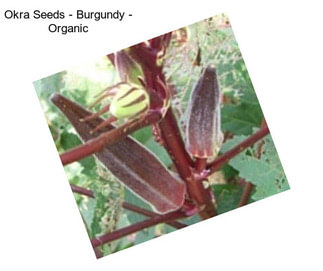Okra Seeds - Burgundy - Organic