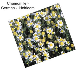 Chamomile - German -  Heirloom