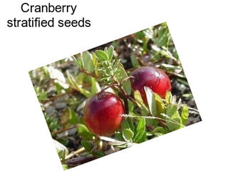 Cranberry stratified seeds