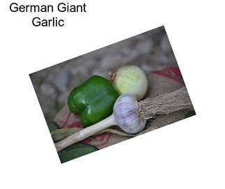 German Giant Garlic