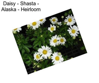 Daisy - Shasta - Alaska - Heirloom