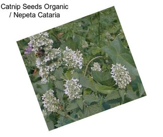 Catnip Seeds Organic / Nepeta Cataria