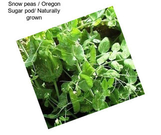 Snow peas / Oregon Sugar pod/ Naturally grown