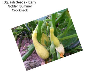 Squash Seeds - Early Golden Summer Crookneck