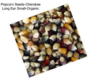 Popcorn Seeds-Cherokee Long Ear Small-Organic