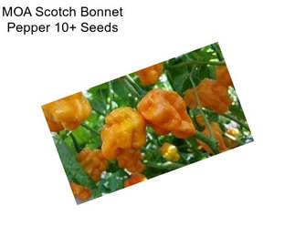 MOA Scotch Bonnet Pepper 10+ Seeds