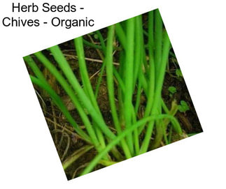 Herb Seeds - Chives - Organic