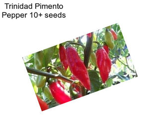 Trinidad Pimento Pepper 10+ seeds 