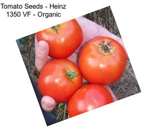 Tomato Seeds - Heinz 1350 VF - Organic