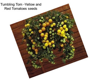 Tumbling Tom -Yellow and Red Tomatoes seeds