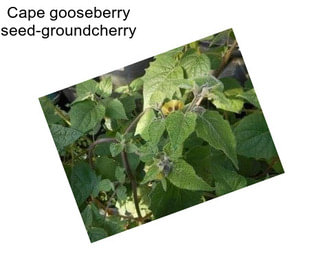 Cape gooseberry seed-groundcherry