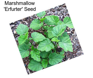 Marshmallow \'Erfurter\' Seed