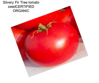 Silvery Fir Tree tomato seedCERTIFIED ORGANIC
