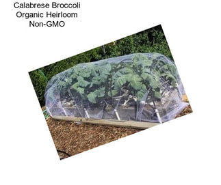 Calabrese Broccoli Organic Heirloom Non-GMO