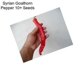 Syrian Goathorn Pepper 10+ Seeds