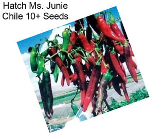 Hatch Ms. Junie Chile 10+ Seeds