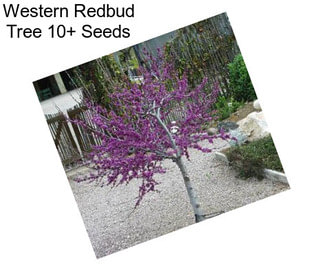 Western Redbud Tree 10+ Seeds 