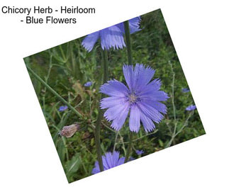 Chicory Herb - Heirloom - Blue Flowers