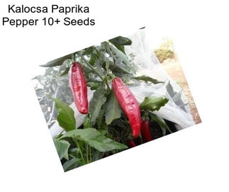 Kalocsa Paprika Pepper 10+ Seeds