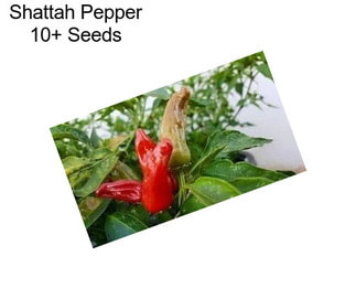 Shattah Pepper 10+ Seeds