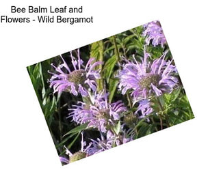 Bee Balm Leaf and Flowers - Wild Bergamot