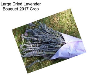 Large Dried Lavender Bouquet 2017 Crop