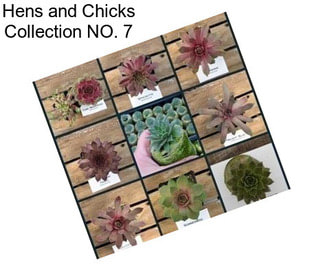 Hens and Chicks Collection NO. 7