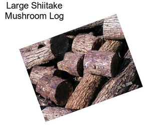 Large Shiitake Mushroom Log