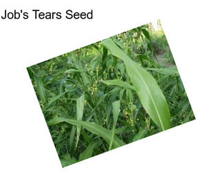 Job\'s Tears Seed