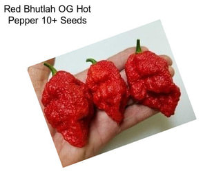 Red Bhutlah OG Hot Pepper 10+ Seeds
