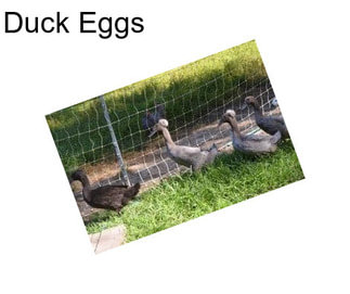 Duck Eggs