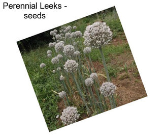 Perennial Leeks - seeds