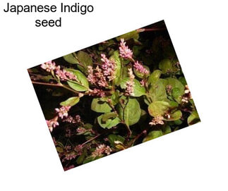 Japanese Indigo seed