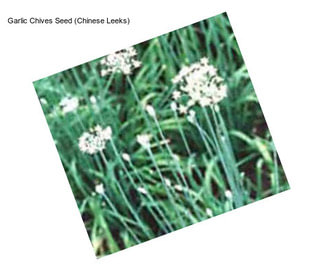 Garlic Chives Seed (Chinese Leeks)