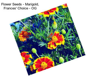 Flower Seeds - Marigold, Frances\' Choice - OG