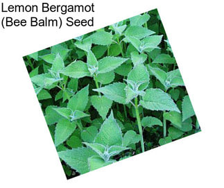Lemon Bergamot (Bee Balm) Seed