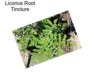 Licorice Root Tincture