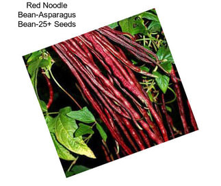 Red Noodle Bean-Asparagus Bean-25+ Seeds