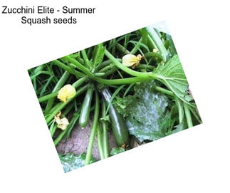 Zucchini Elite - Summer Squash seeds