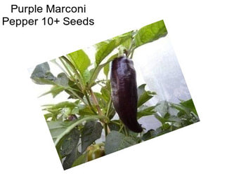 Purple Marconi Pepper 10+ Seeds