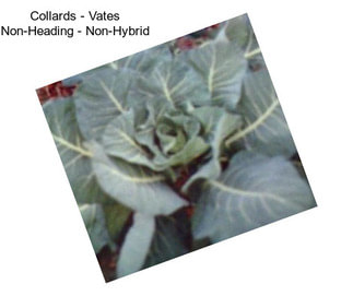 Collards - Vates Non-Heading - Non-Hybrid