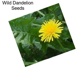 Wild Dandelion Seeds