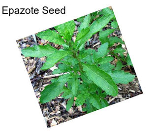 Epazote Seed