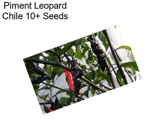 Piment Leopard Chile 10+ Seeds