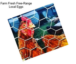 Farm Fresh Free-Range Local Eggs