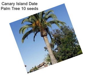 Canary Island Date Palm Tree 10 seeds