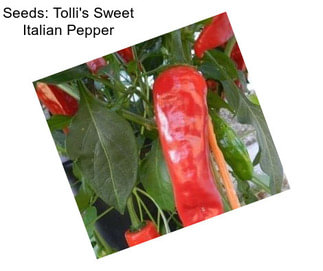 Seeds: Tolli\'s Sweet Italian Pepper